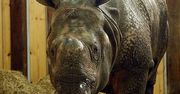 Nowy nosorożec w warszawskim zoo