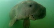 Najsłynniejsza krowa morska nie żyje. Plastik zabił Mariam