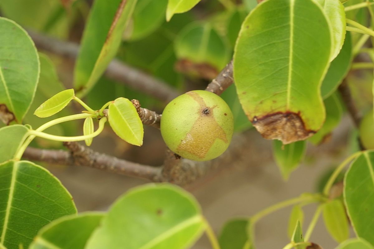 Drzewo śmierci daje owoce przypominające małe jabłuszka. Fot. Wikimedia Commons
