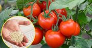 Ten nawóz sprawi, że pomidory zawiążą więcej owoców niż zwykle