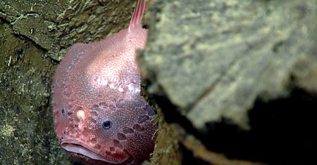Niezwykli mieszkańcy głębin oceanów
