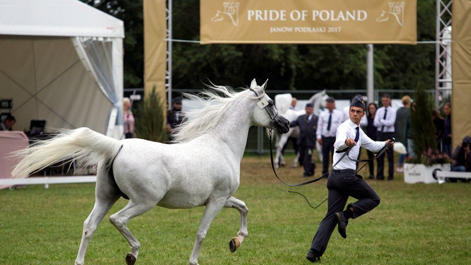 Krajowy Ośrodek Wsparcia Rolnictwa przekonuje, że coroczna aukcja Pride of Poland w Janowie Podlaskim jest niezagrożona