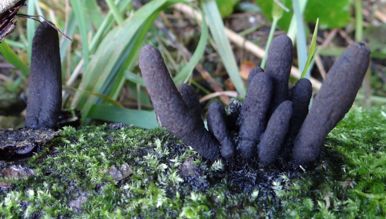 Ten grzyb jest znany jako palce umarlaka. Fot. Wikimedia Commons
