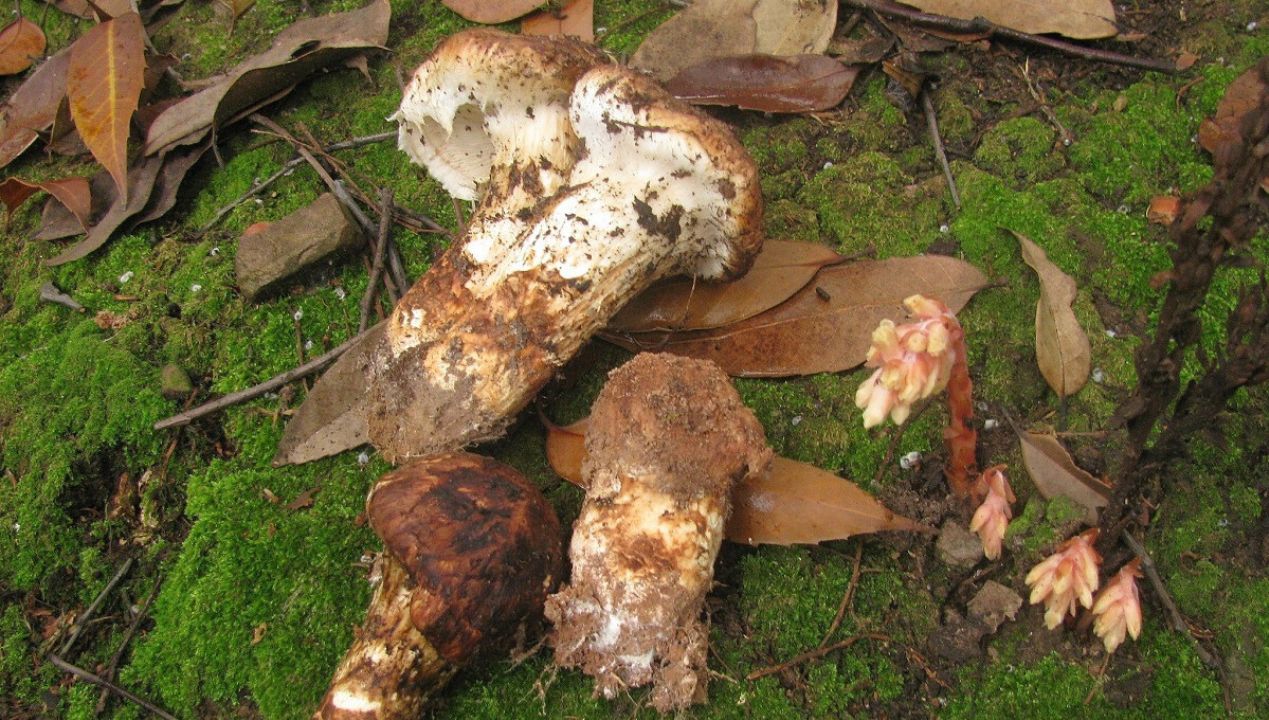 Gąska sosnowa to w Polsce bardzo rzadki grzyb. Fot. Wikimedia Commons