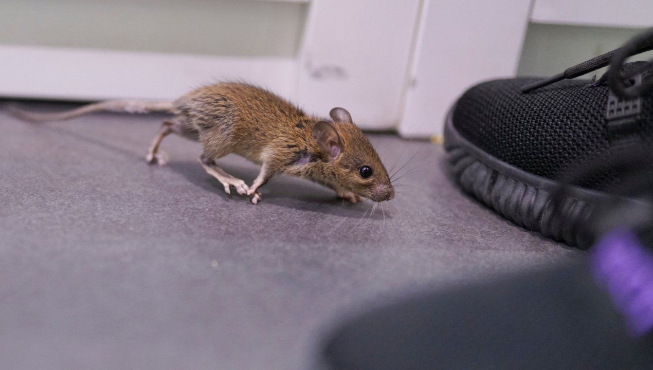 domowe sposoby na myszy w domu, fot. gettyimages