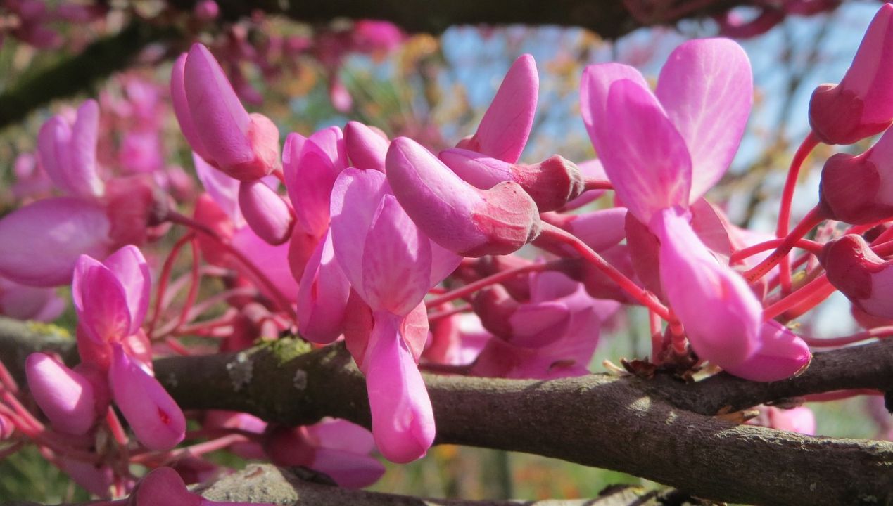 Cercis wiosną zachwyca różowymi kwiatami. Fot. Pixabay