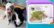 Zdjęcia psów i kotów na cateringu dietetycznym! Niezwykła inicjatywa ma pomóc znaleźć im dom