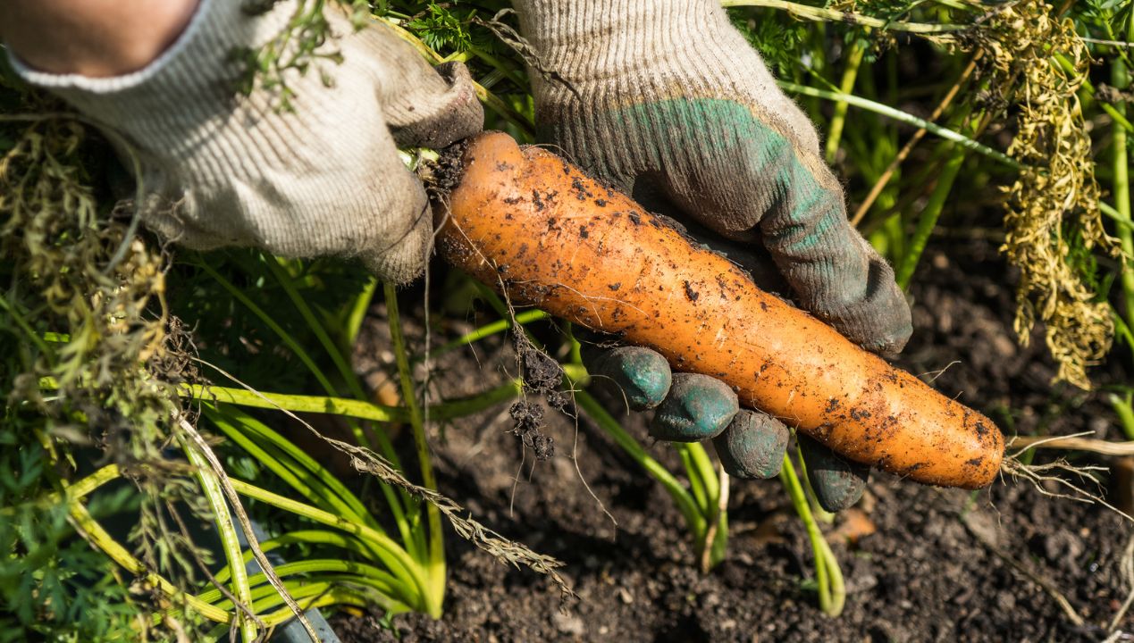 Teraz jest odpowiedni czas na ten zabieg. Marchew będzie dorodna i zdrowa