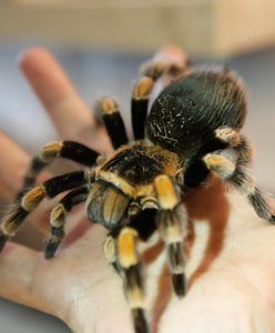 Jakich zwierząt boimy się najbardziej? Nowe wyniki badań