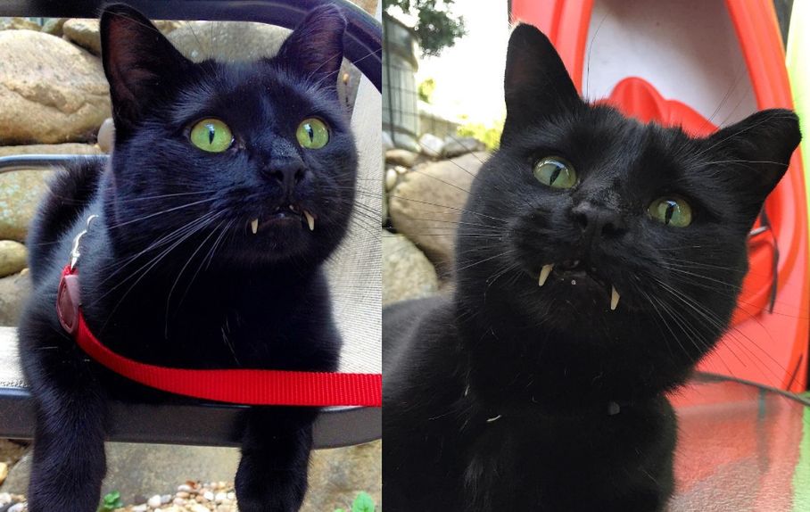 Był małym, zwyczajnym kotkiem. Potem wyrosło mu "to"