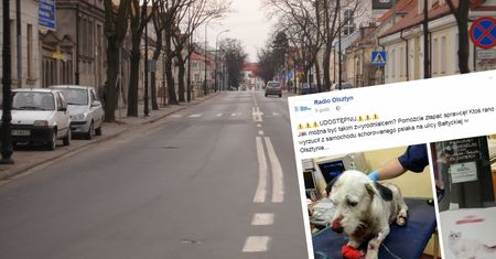 Właściciel wyrzucił psa chorego na raka. Później ktoś potrącił zwierzę
