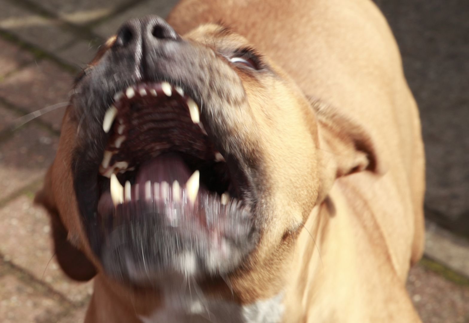 Pitt Bull in a rage .