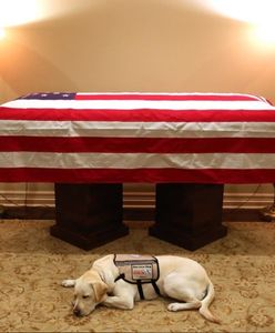 Pies George'a H.W. Busha wzruszył miliony. Wiadomo, gdzie trafi