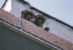 Małpy wolą kokainę od jedzenia