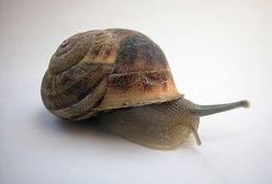 Naukowcy: ślimaki są coraz powolniejsze