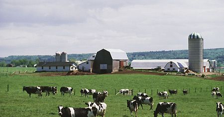 Złodzieje kradną brytyjskim farmerom olej opałowy