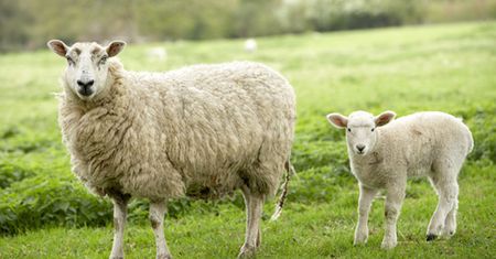 W Nowej Zelandii jest 20 razy więcej owiec niż ludzi
