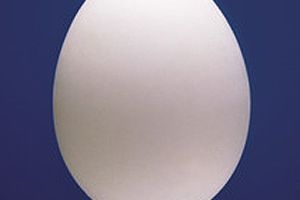 Kura-hermafrodyta zniosła pierwsze jajo