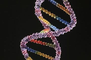 DNA wskaże obcinaczy palców?