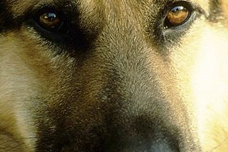 Norweski sąd: psy to też funkcjonariusze