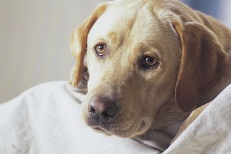 Moskiewskie psy mogą szczekać dwie godziny dłużej