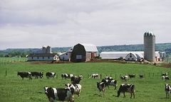 Złodzieje kradną brytyjskim farmerom olej opałowy
