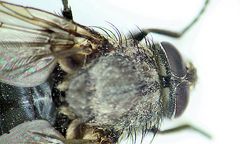 Jak polować na muchy? Należy skradać się wolno...