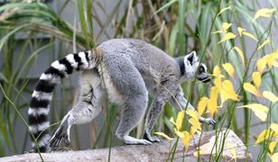 Najnowocześniejszy w Polsce pawilon małp