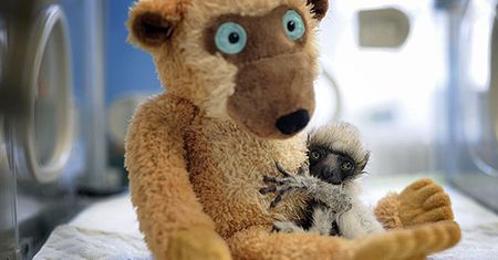 Mały lemur ma się dobrze!
