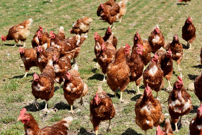 Niemcy są skłonni płacić więcej za mięso czy jajka, o ile zagwarantuje to, że zwierzęta będą trzymane w lepszych warunkach 