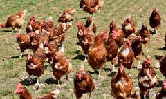 Rościn. Ptasia grypa na fermie, trwa zagazowywanie chorego drobiu