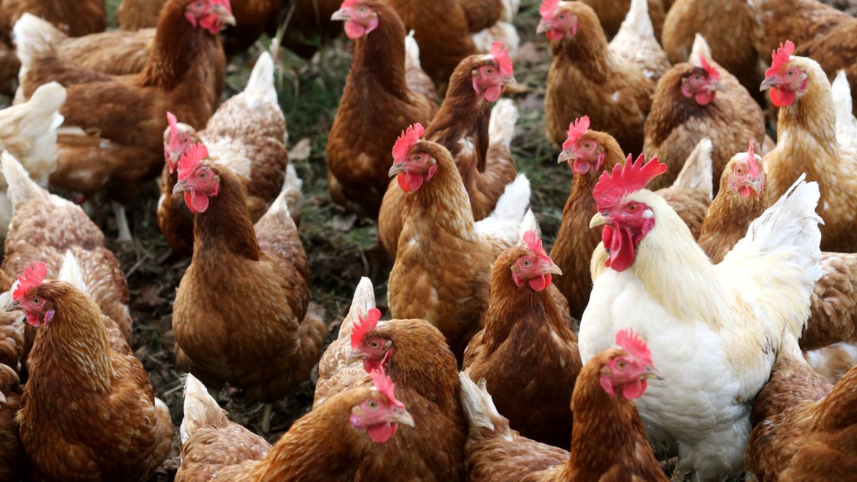 Kury nioski idą na rekord, Polska staje się liderem produkcji jaj