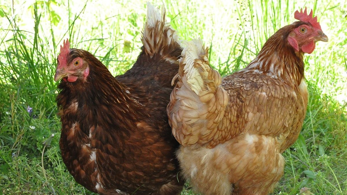 Ptasia grypa zagraża hodowcom w Wielkopolsce.