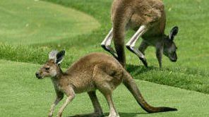 Kangury na...polach golfowych