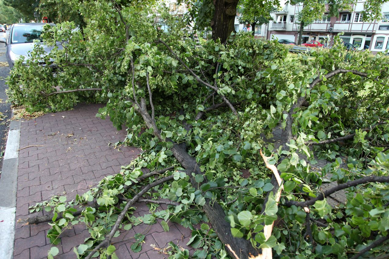 Drzewo runęło na dziewczynkę. Biegły twierdzi, że to m.in. dlatego, że dzieci ciągnęły za gałęzie