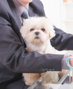 Zabierz ze sobą psa do biura. Schronisko w Bydgoszczy rozpoczęło niezwykłą akcję