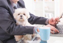 Zabierz ze sobą psa do biura. Schronisko w Bydgoszczy rozpoczęło niezwykłą akcję