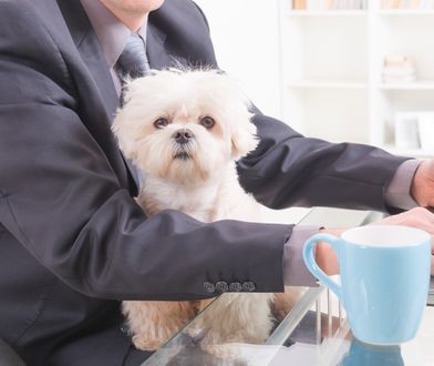 Zabierz ze sobą psa do biura. Schronisko w Bydgoszczy rozpoczęło niezwykłą akcję