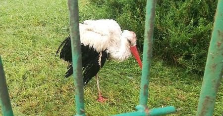Burze nad Polską. Leśnicy uratowali bociana