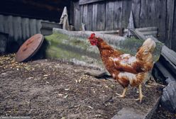 Szaleńczy rajd pijanego kierowcy. Wypadł autem z drogi zabijając kury