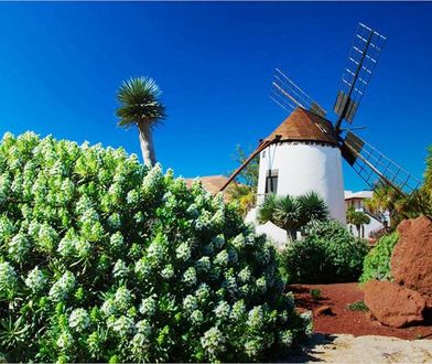 Fuerteventura. Słońce, spokój, wiatraki i tajemnice