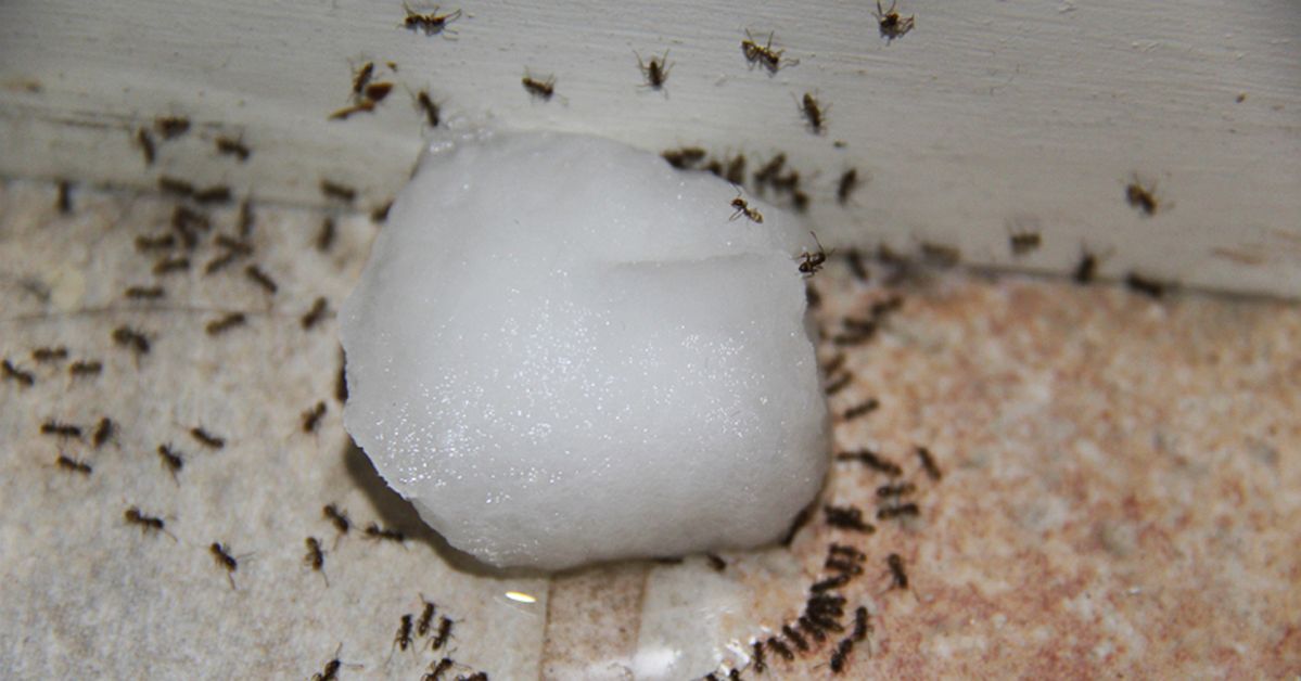 How to Get Rid of Ants? There Is One Simple Way to Do It!