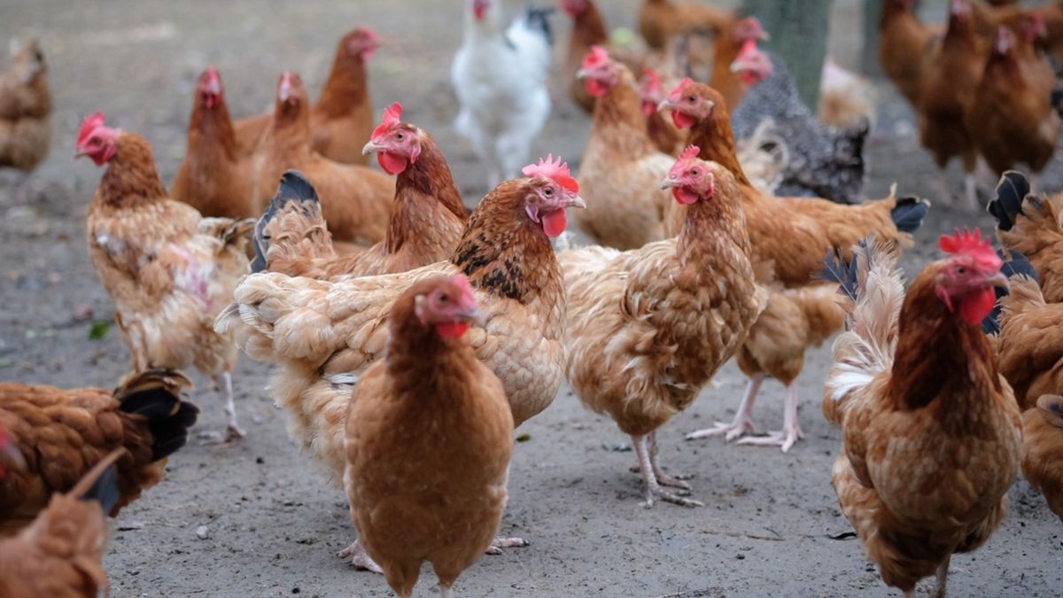 Ukraińcy wykorzystują fakt, że kawałki kurczaka z kością nie mają w UE przypisanego kodu CN.