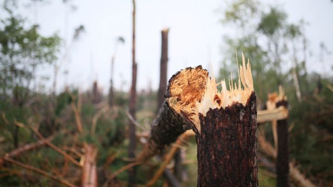 Wichura na Pomorzu spustoszyła tysiące hektarów Borów Tucholskich