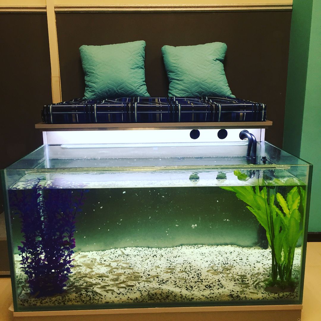 Fish SPA. Czy kontrowersyjny fish pedicure jest bezpieczny?