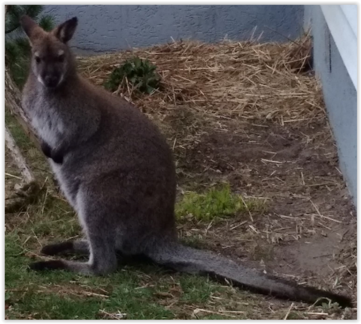 Zaginął kangurek w Świętokrzyskiem. Był cudem uratowany w Australii
