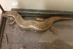 Warszawa. Wracał samochodem z Sycylii. Pod maską znalazł jaszczurkę