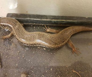 Warszawa. Wracał samochodem z Sycylii. Pod maską znalazł jaszczurkę