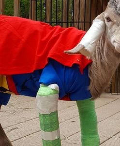 Niezwykły ośrodek rehabilitacyjny dla małych kóz