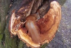 "Chodziło mi tylko o wiewiórkę". Autor zdjęcia zdradza, dlaczego tak naprawdę sfotografował martwe zwierzę